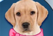 Hundequiz