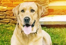 Nachbars Hund
