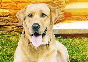 Hund Spiele Kostenlos Hund Spiele Kostenlos