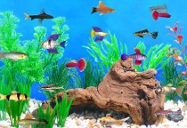 Fish Tycoon