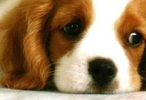 Hunde Ausmalen