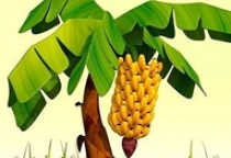 Banana Wallpaper Land Escape