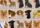 Dog Mahjong