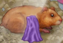 Hamster Pflege