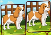 Hunde Unterschiede