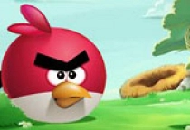 Birds Get Home