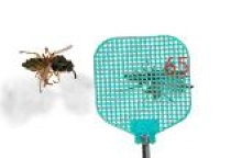 Insekten fangen