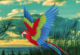 Macaw Mountain Valley Escape