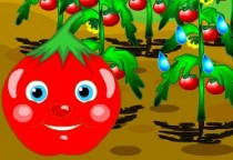 Uncover Tomato