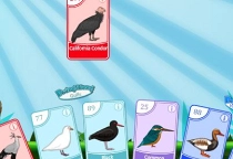 Bird Pax