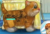 Katze Pflegen