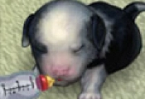 Hund Pflegen